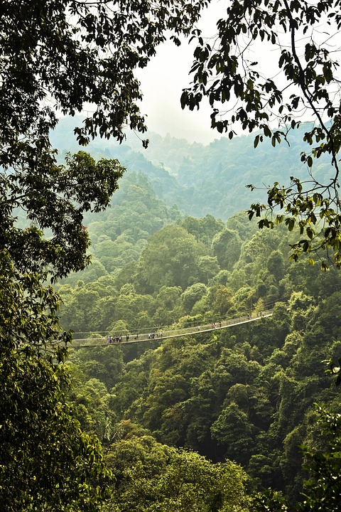 jungle adventure travel
