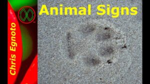 Animal Signs and Tracking 101 Nature Now!